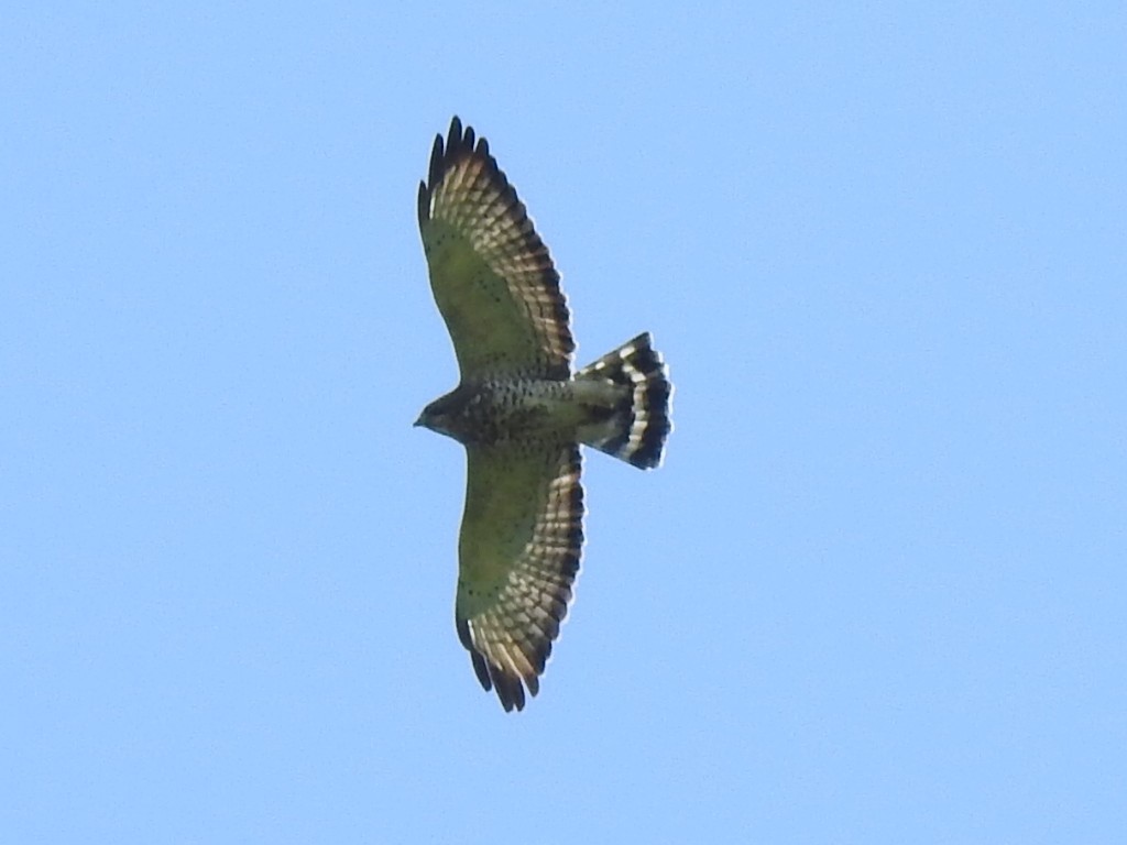 Broad-winged Hawk - ML260085221