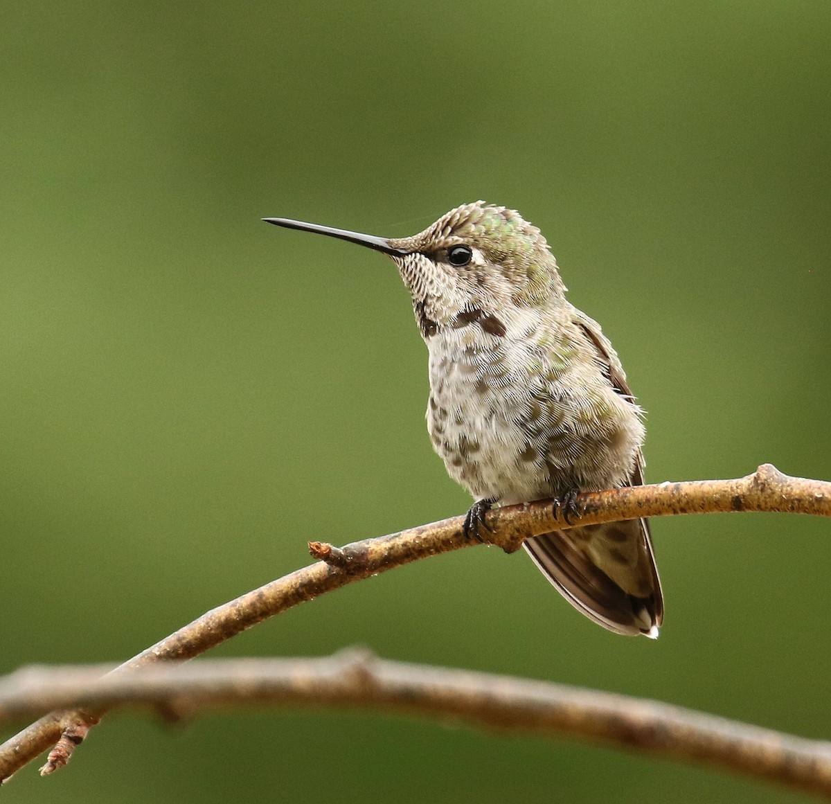 Anna's Hummingbird - ML260086321