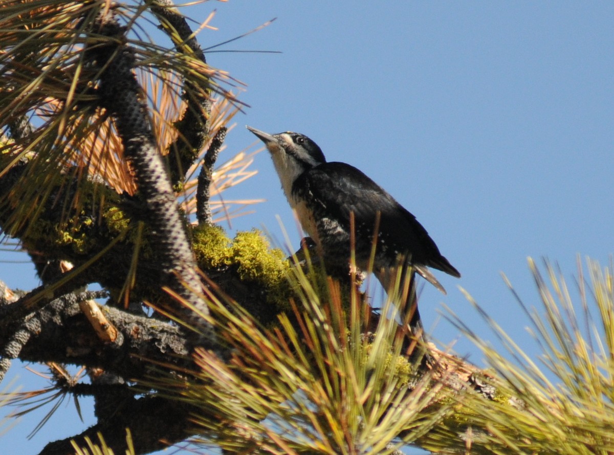 Black-backed Woodpecker - ML26008751