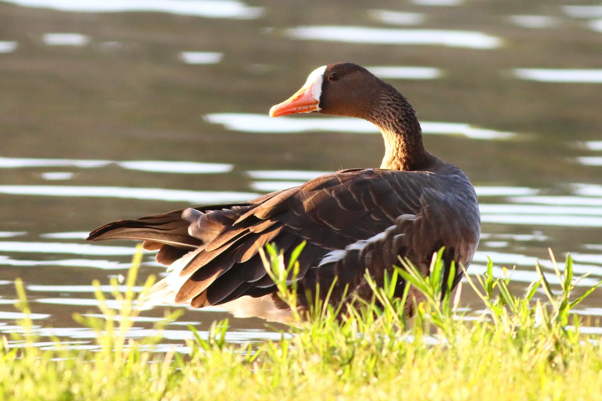 Greater White-fronted Goose - ML260088111