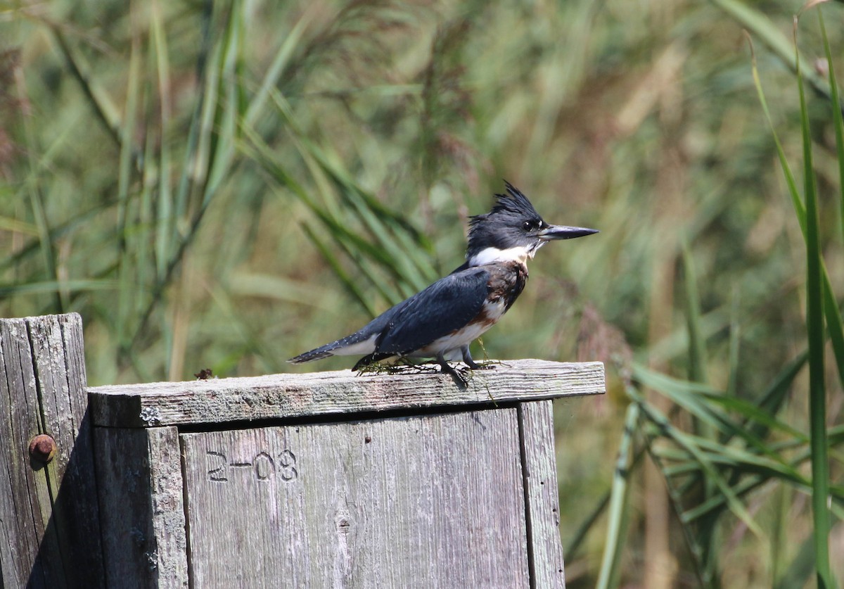 Belted Kingfisher - ML260089711