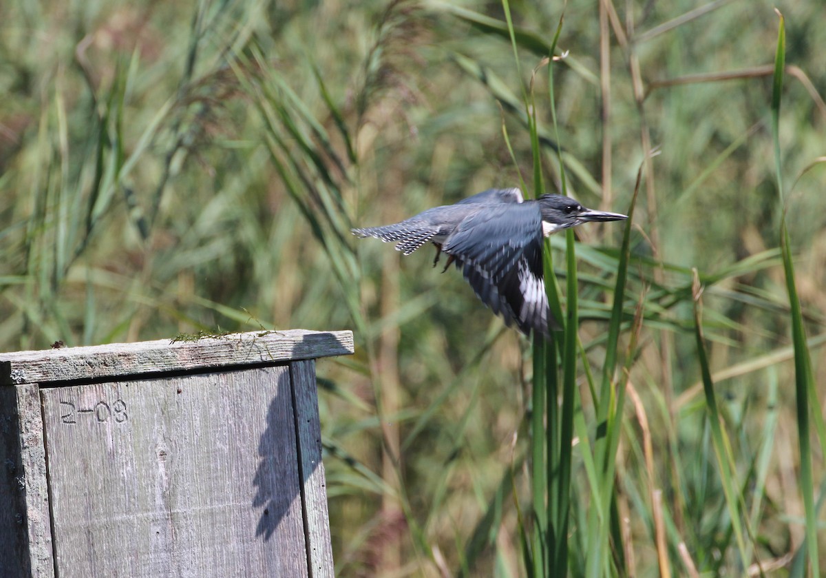Belted Kingfisher - ML260089721