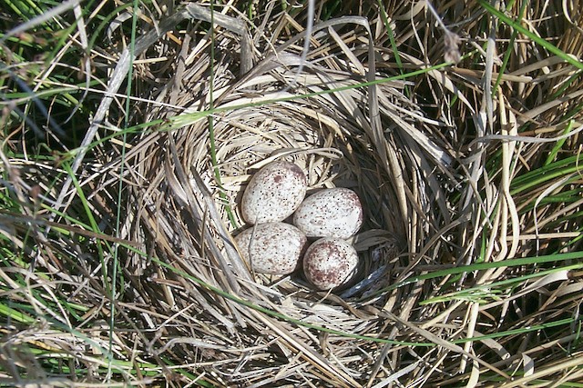 Nest with four eggs. - Seaside Sparrow - 