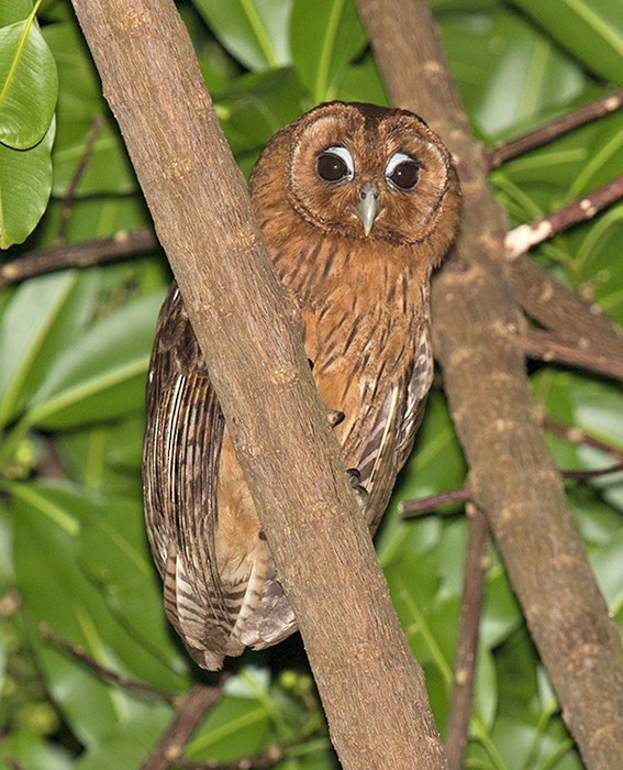 Jamaican Owl - Sam Woods
