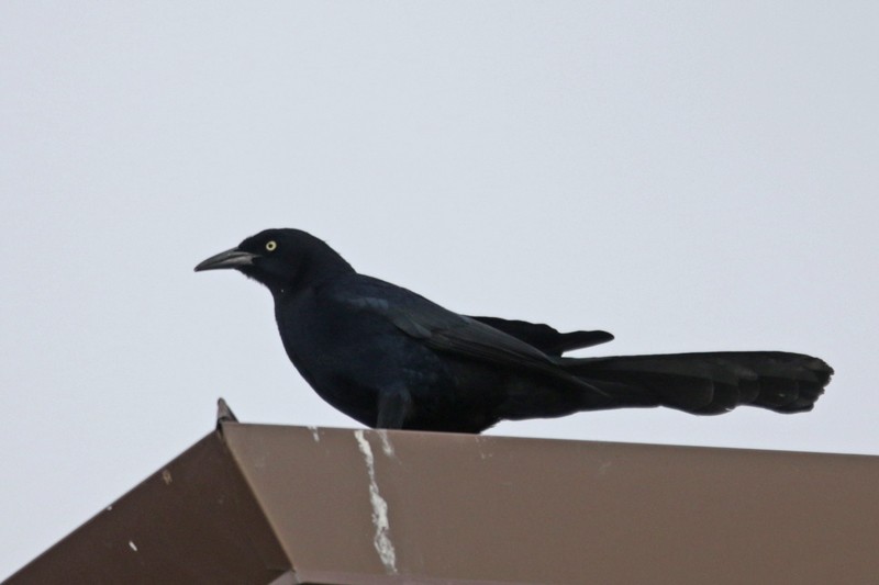 Great-tailed Grackle - ML26009521