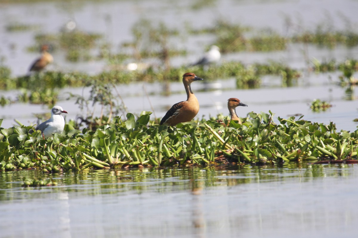 Fulvous Whistling-Duck - ML260095511