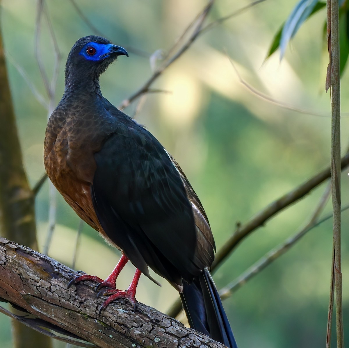 Sickle-winged Guan - ML260096361
