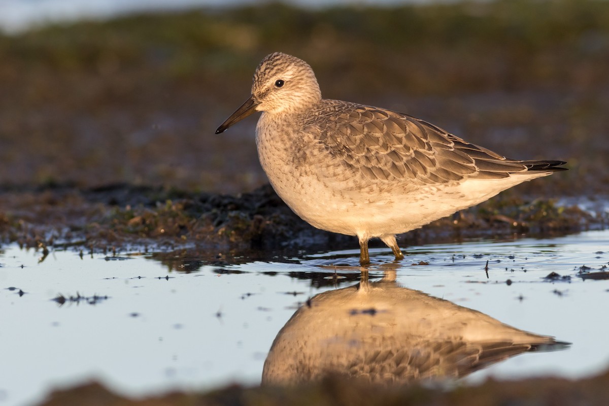 Red Knot - ML260098341