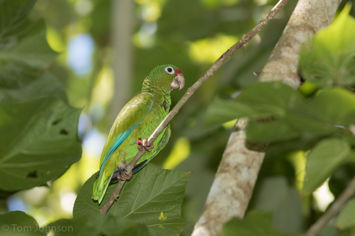 Puerto Rican Parrot - Tom Johnson