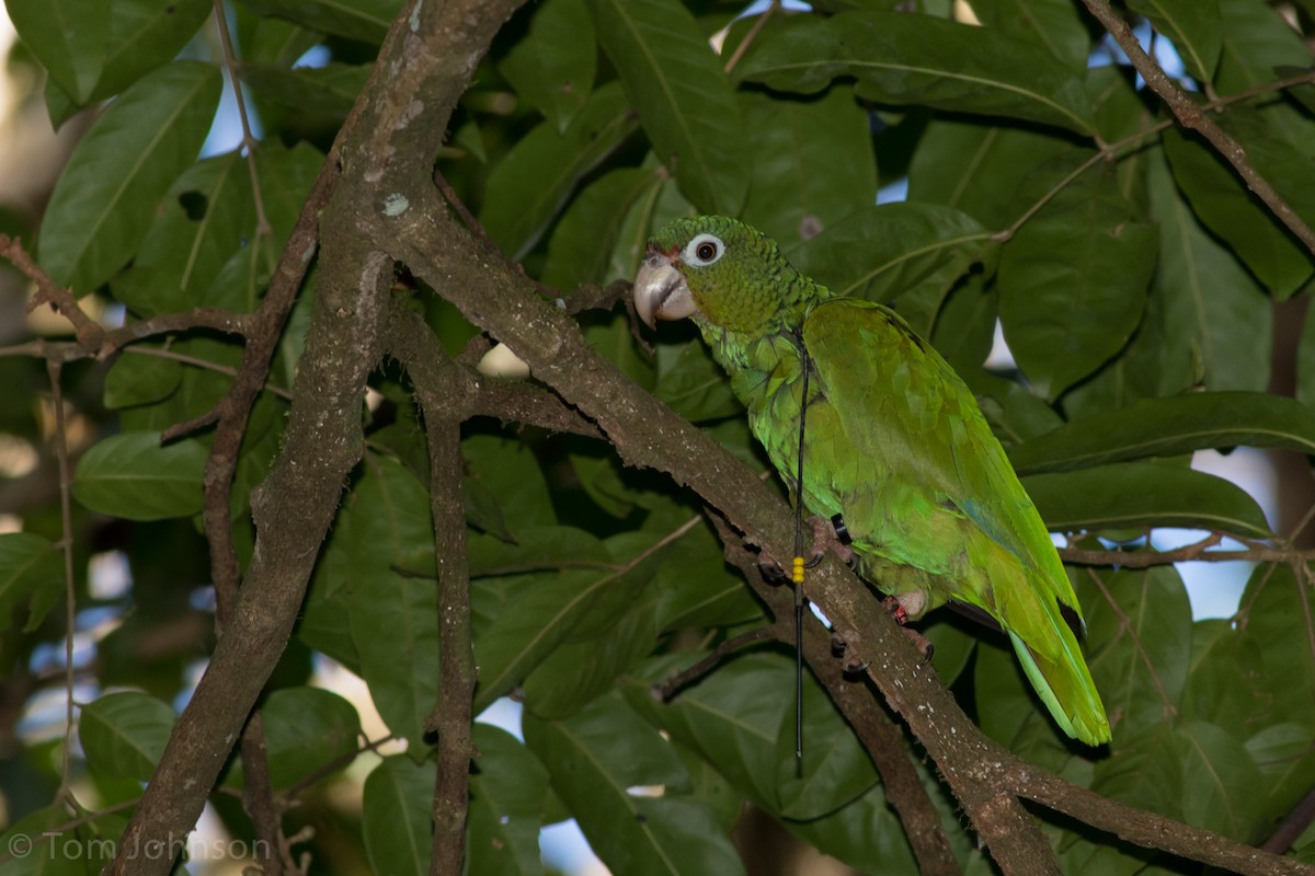 Puerto Rican Parrot - ML26010011