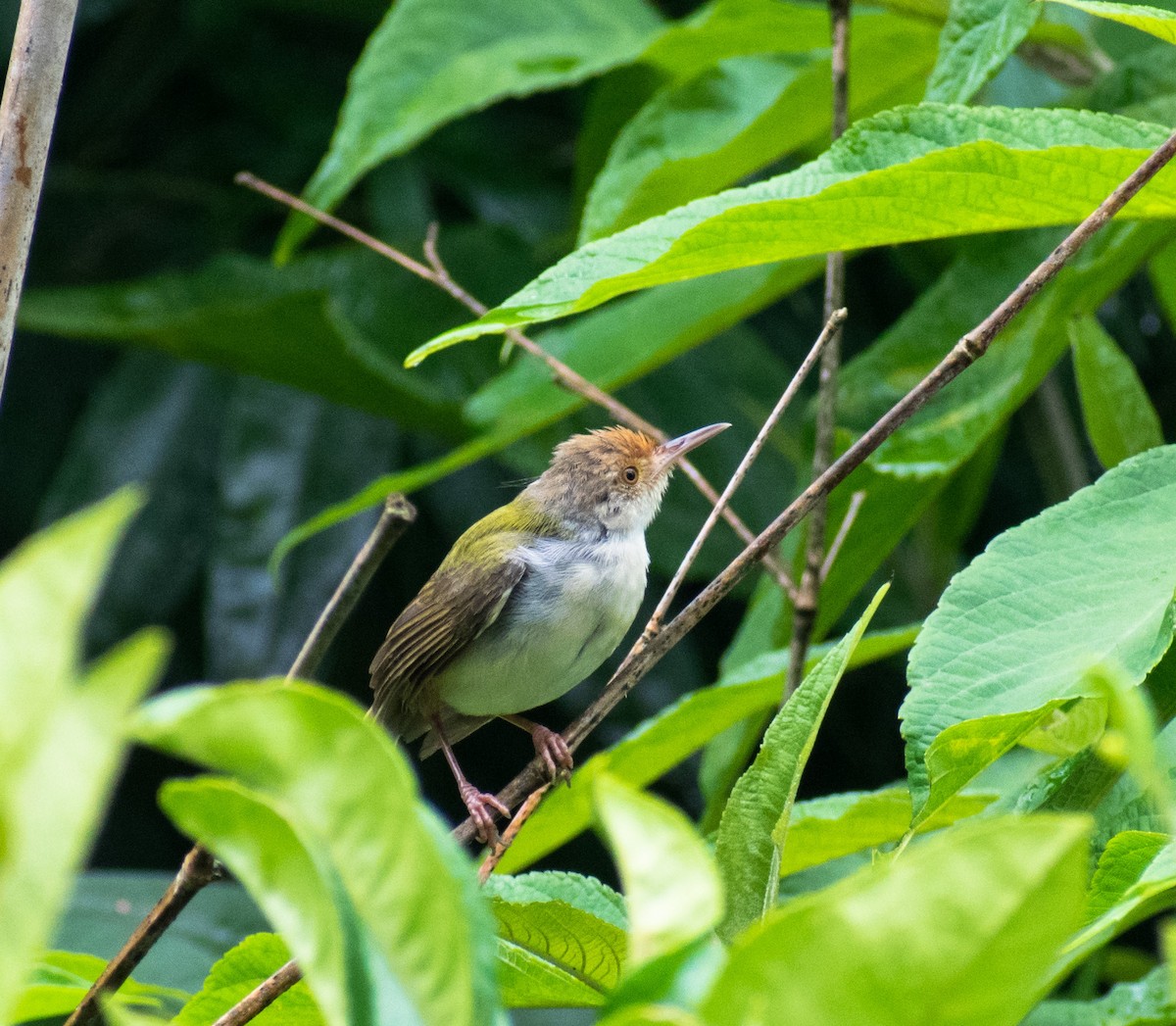 Common Tailorbird - ML260102971