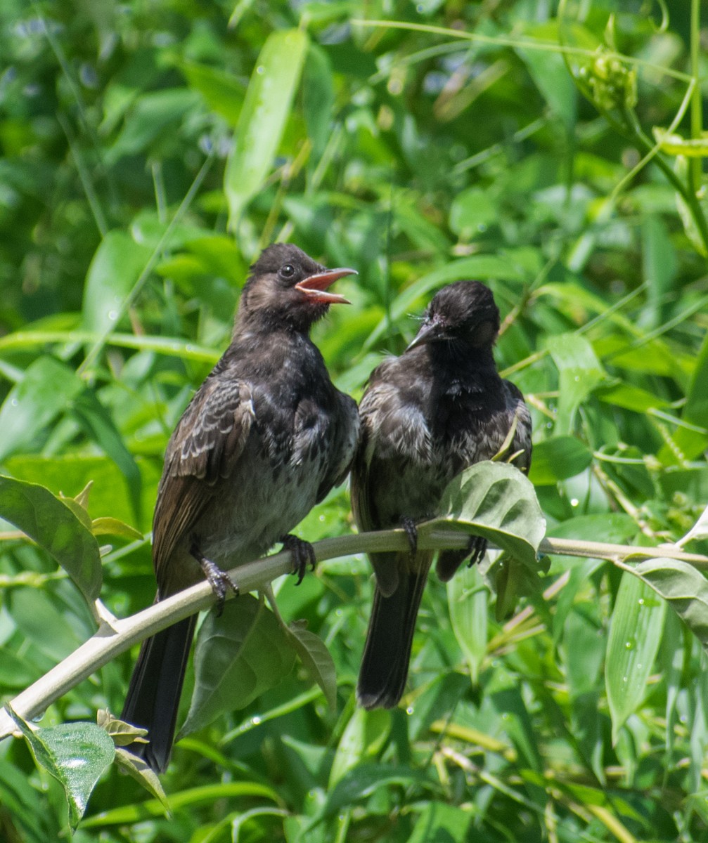Red-vented Bulbul - ML260103181
