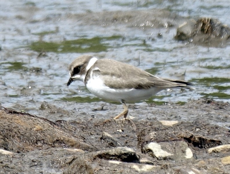 Semipalmated Plover - ML260103631