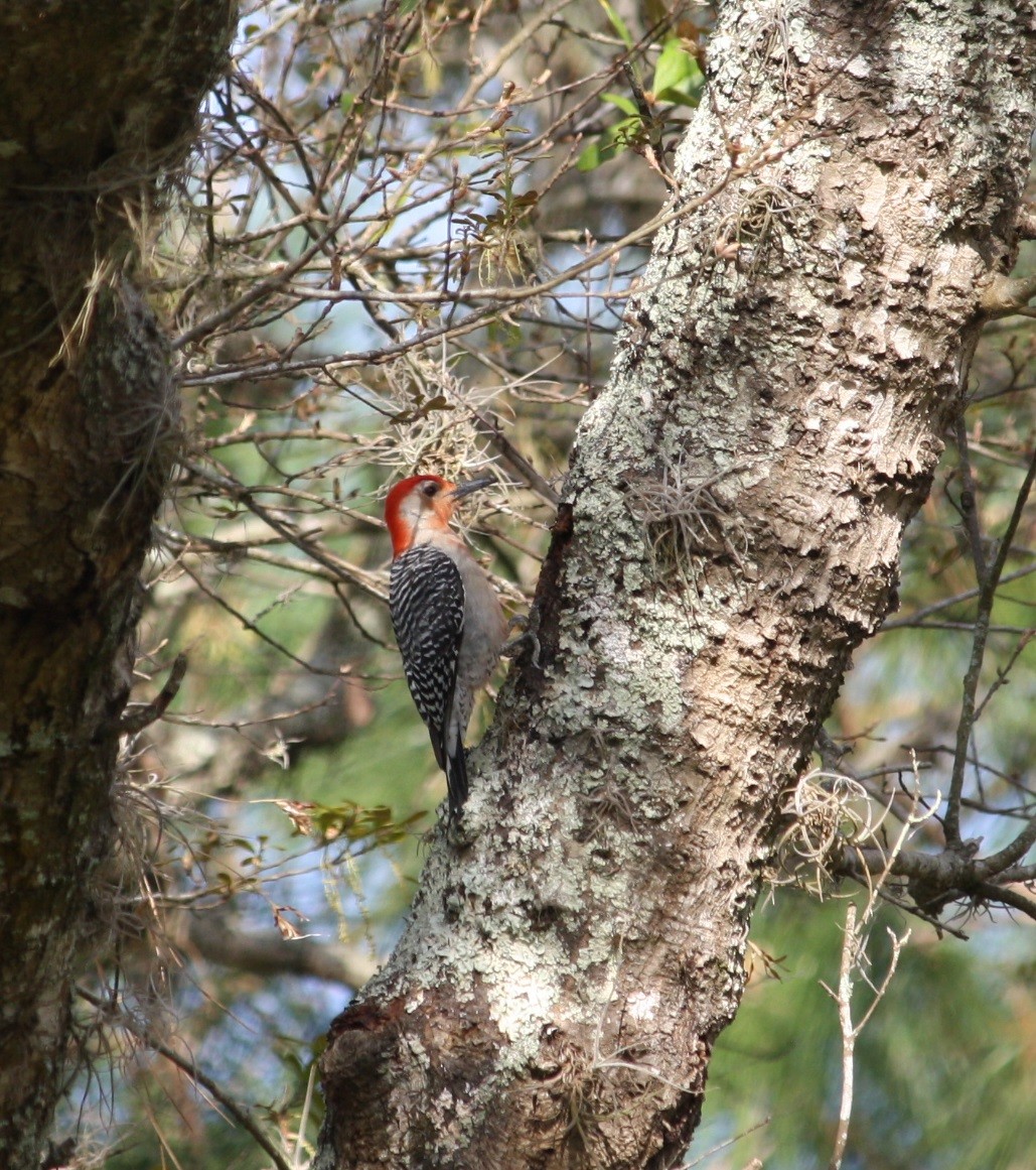 Red-bellied Woodpecker - ML26010391
