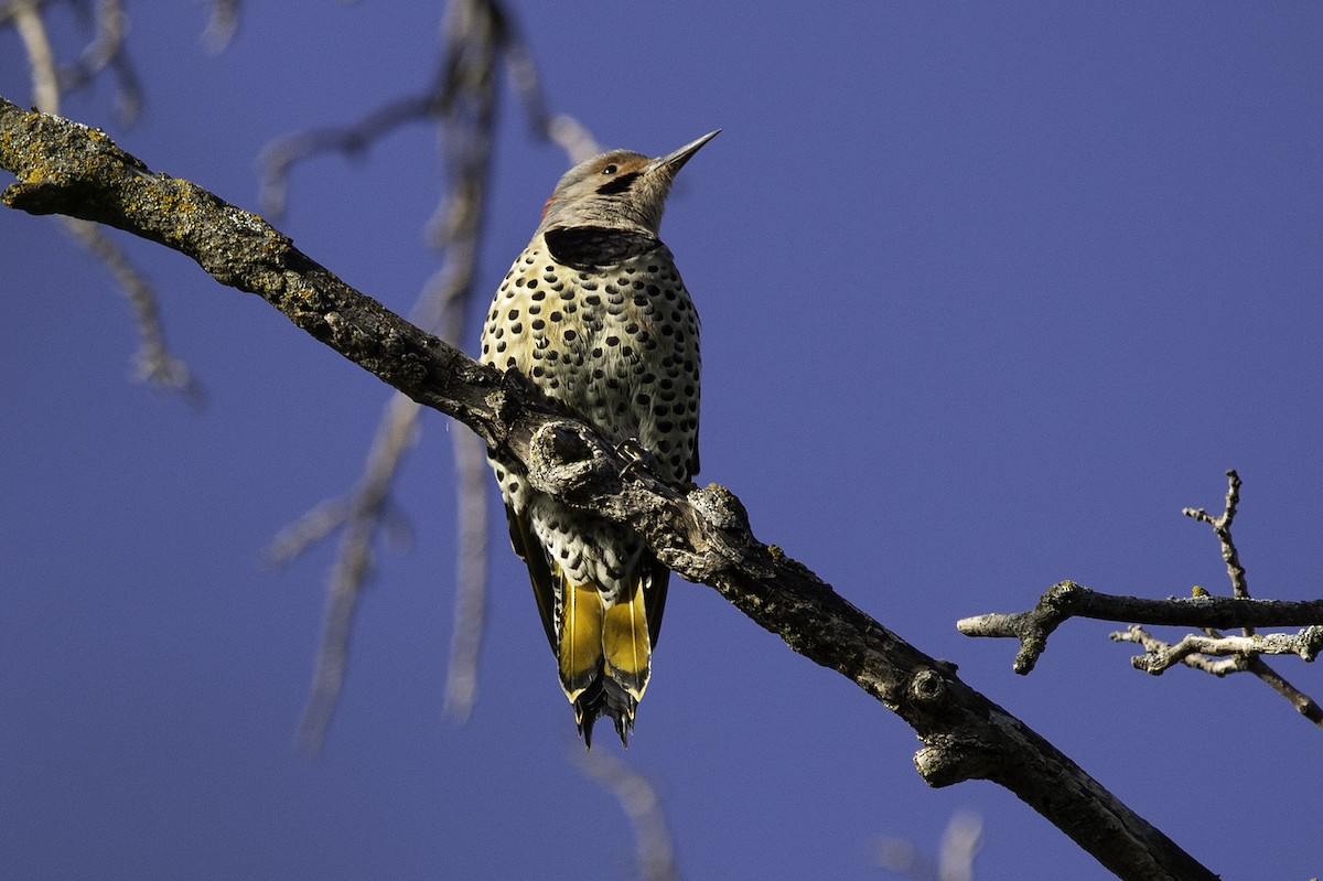 Northern Flicker (Yellow-shafted) - Cam Nikkel