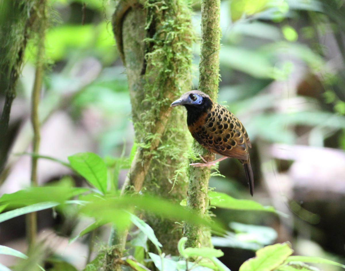 Ocellated Antbird - Georges Duriaux