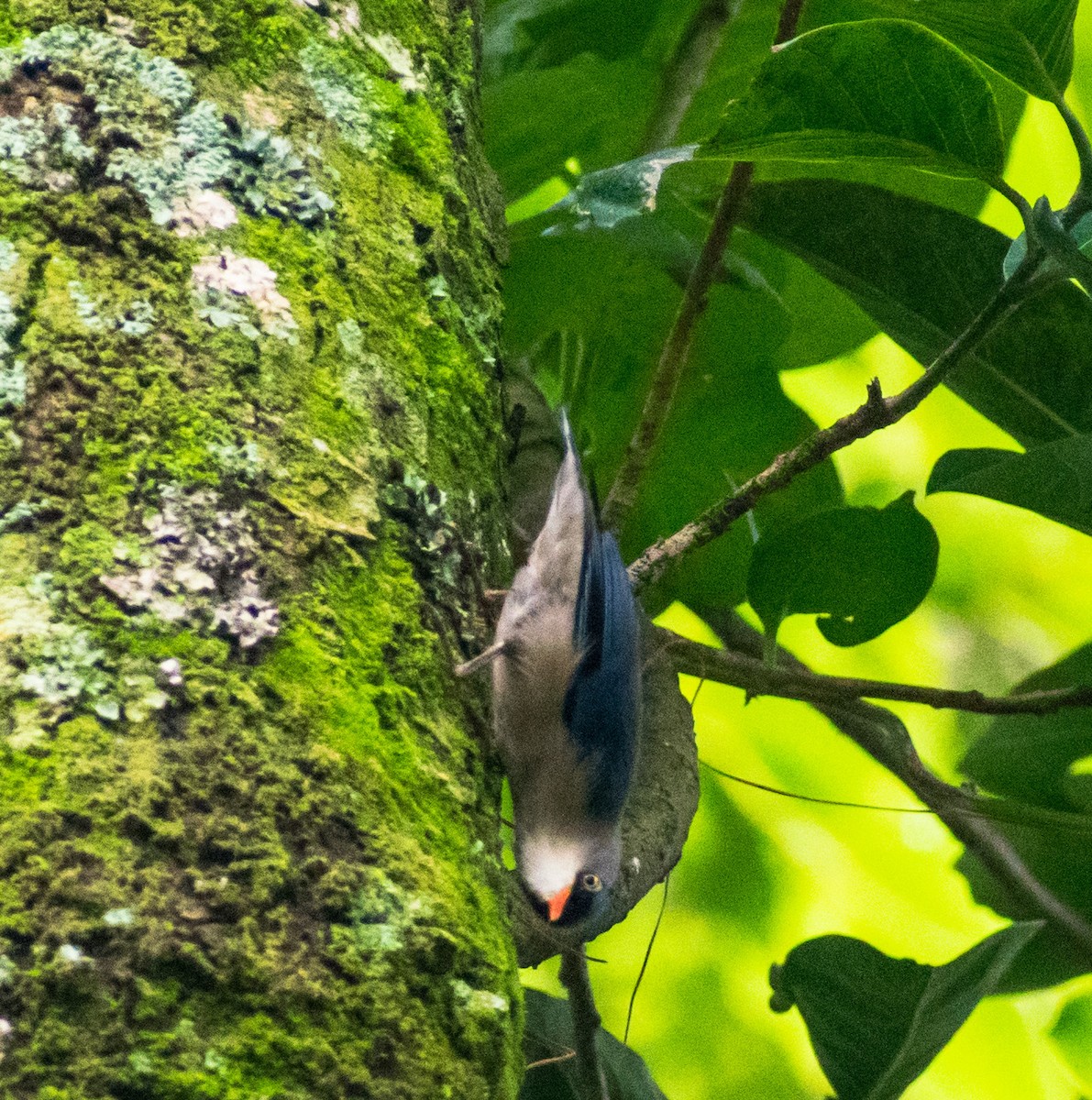 Velvet-fronted Nuthatch - ML260107301