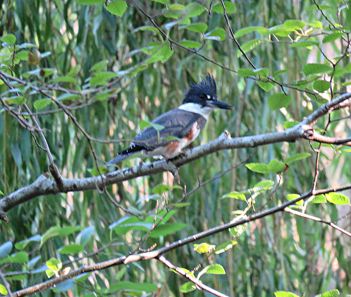Belted Kingfisher - ML260107731