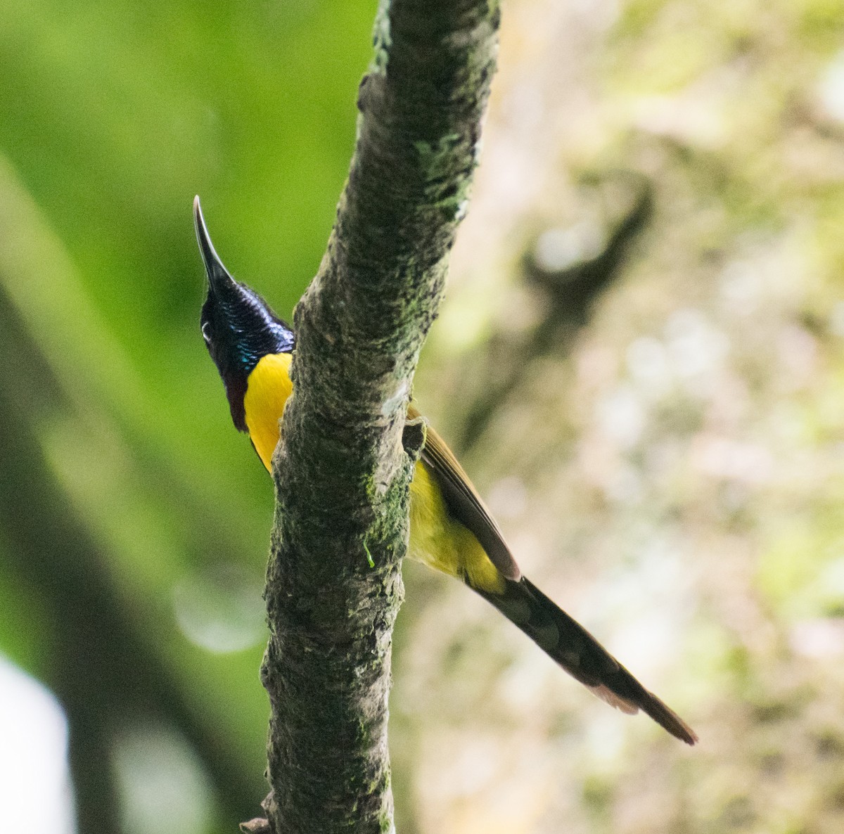 Green-tailed Sunbird - ML260108111