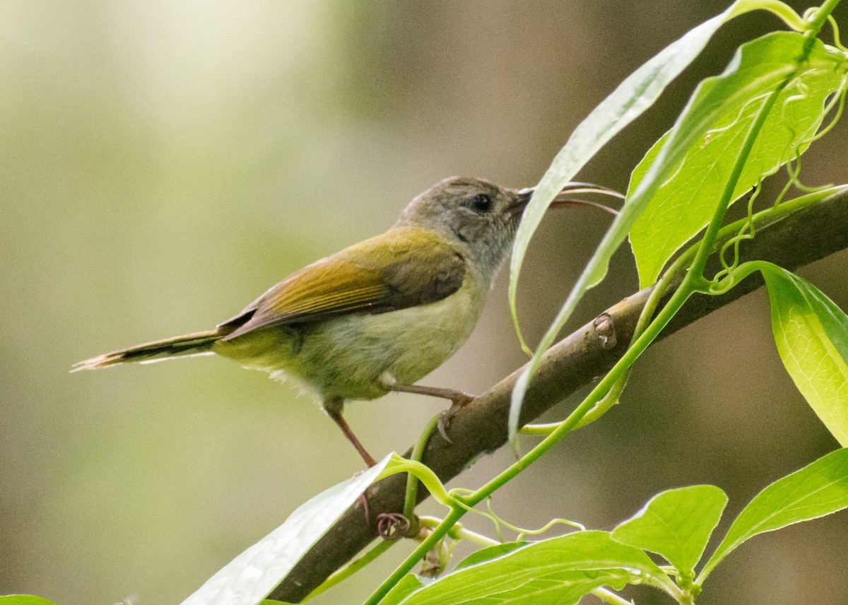 Green-tailed Sunbird - ML260111801
