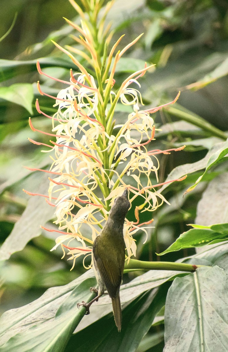 Green-tailed Sunbird - ML260111891