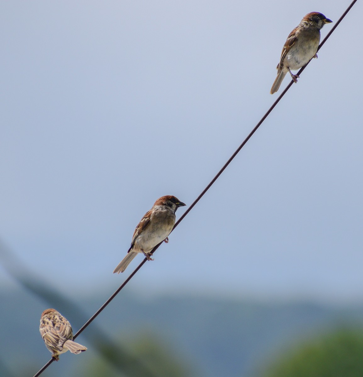 Eurasian Tree Sparrow - ML260111931