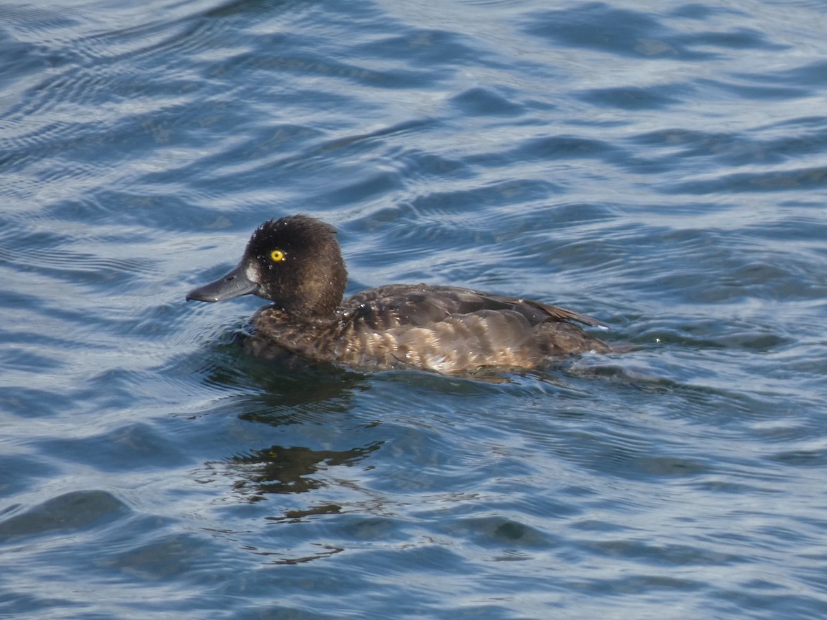 Tufted Duck - James Court