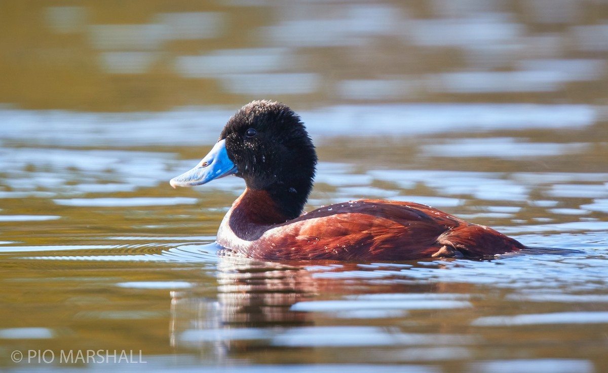 Andean Duck - ML260124311