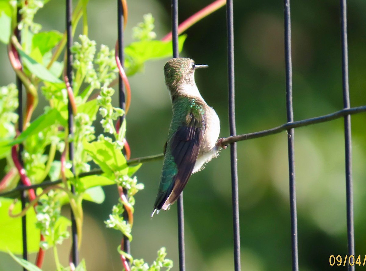 Ruby-throated Hummingbird - Rod MacKenzie