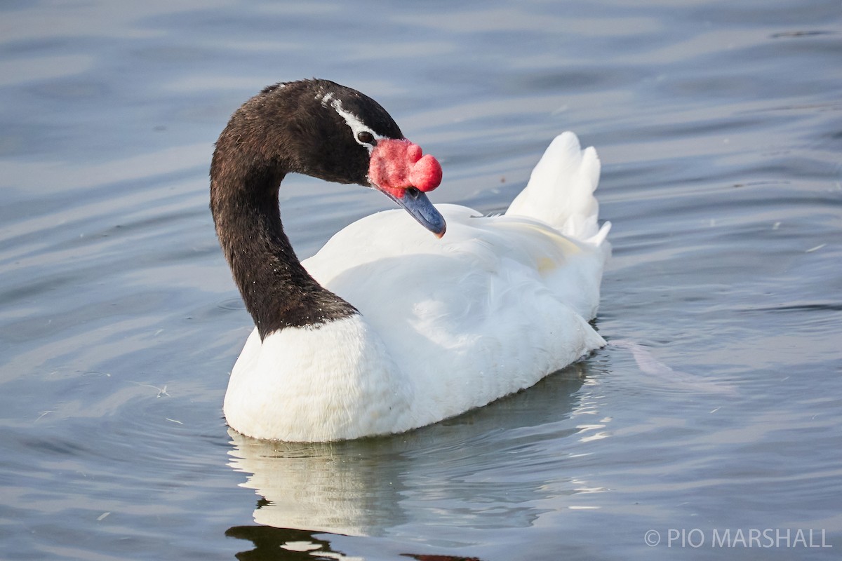 Black-necked Swan - ML260126791