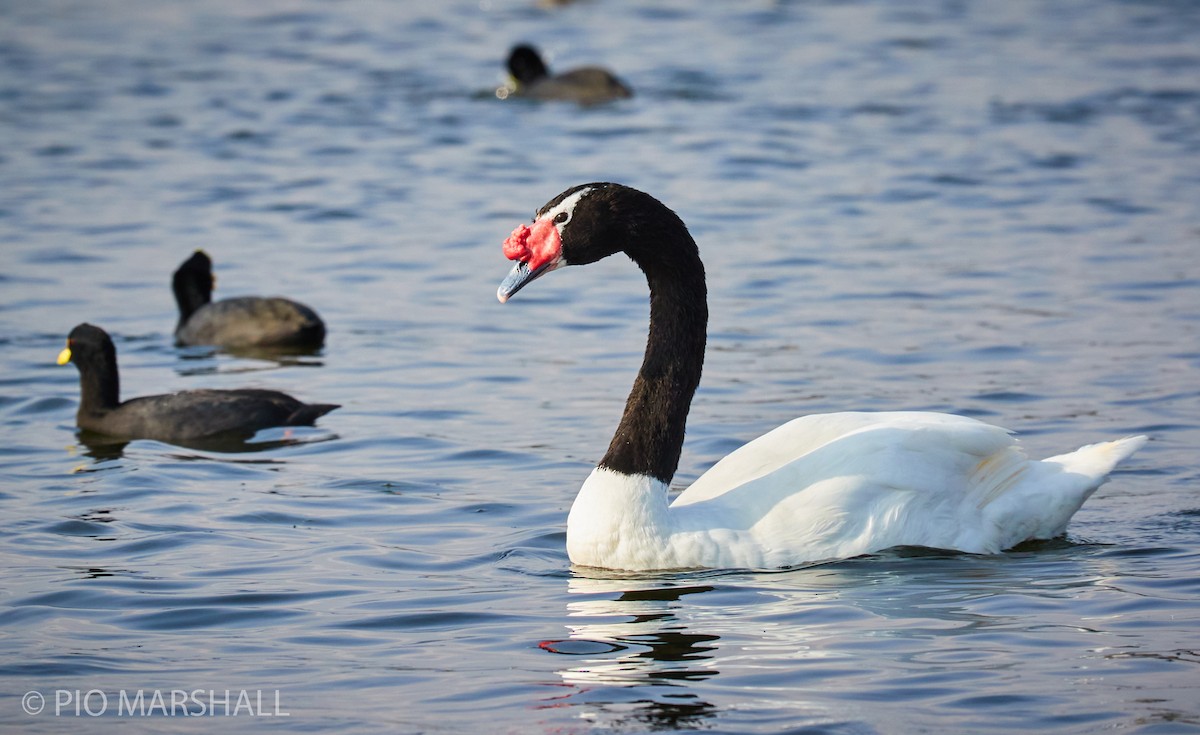 Black-necked Swan - ML260126801
