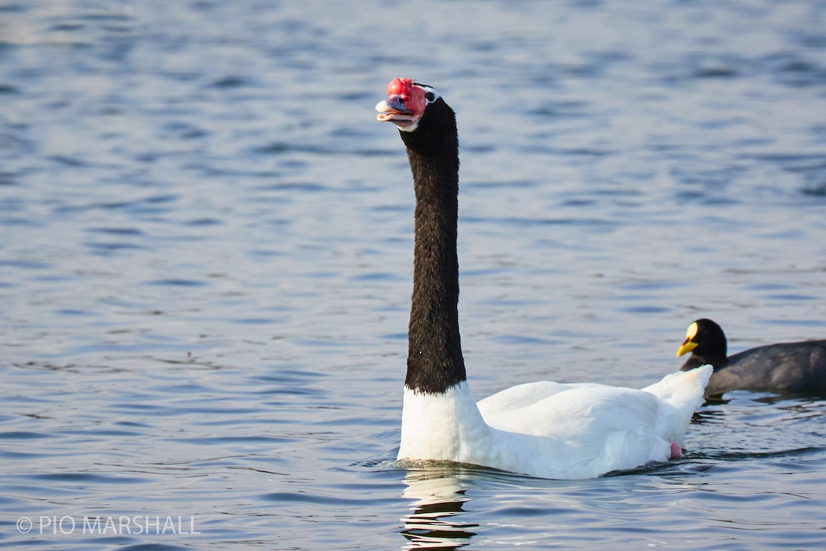 Black-necked Swan - ML260126811