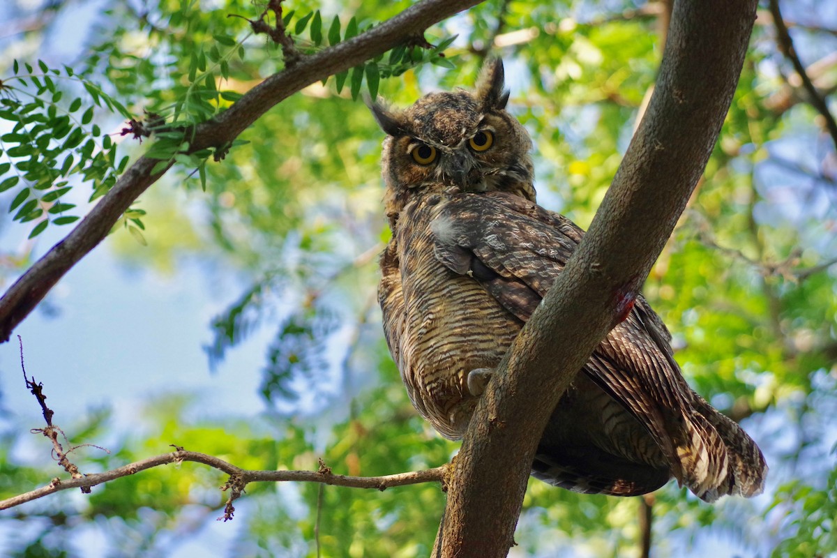 Great Horned Owl - Alex Patia