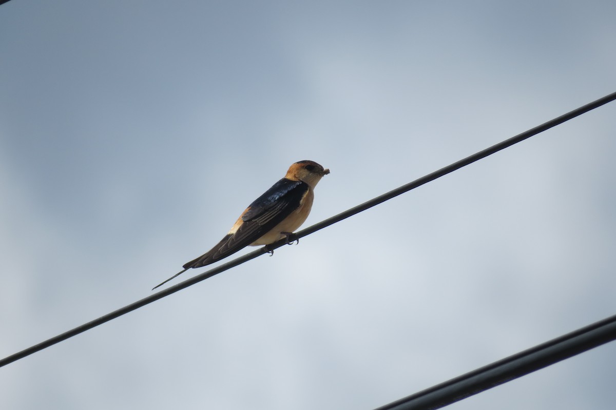Red-rumped Swallow - ML26012941
