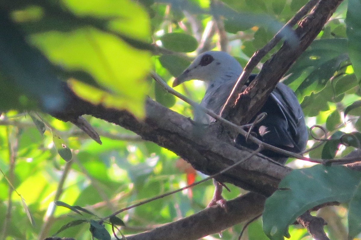 Andaman Wood-Pigeon - Vivek Govind Kumar