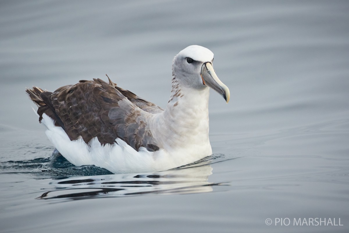 albatros snarský - ML260132651