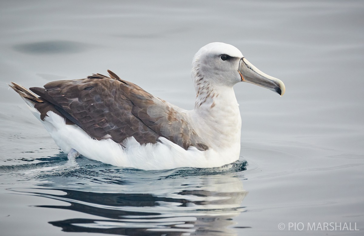 albatros snarský - ML260132681