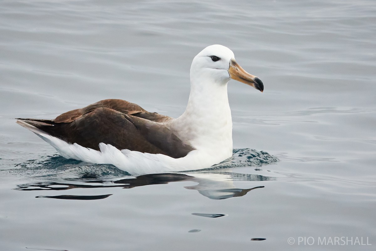 Black-browed Albatross - Pio Marshall