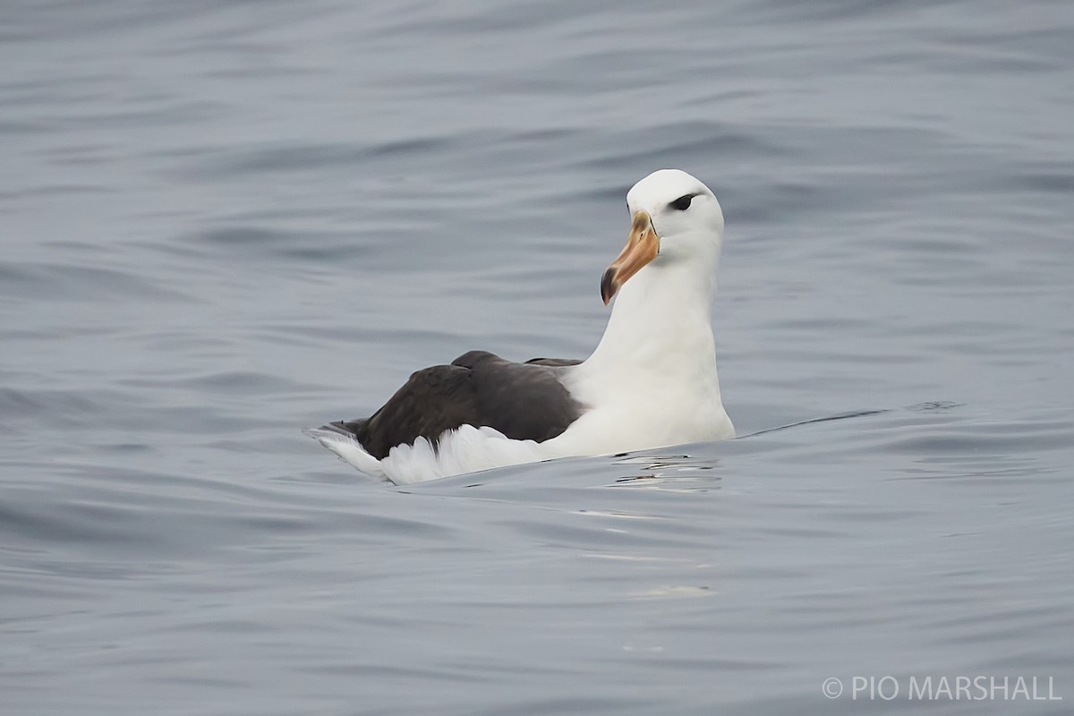 albatros černobrvý - ML260132781