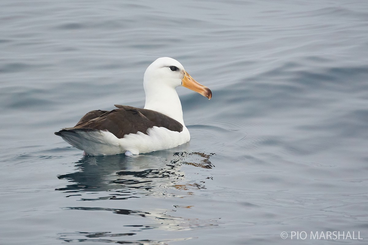 albatros černobrvý - ML260132821
