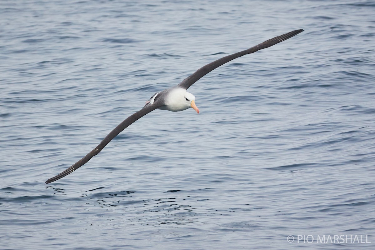 Black-browed Albatross - ML260132851