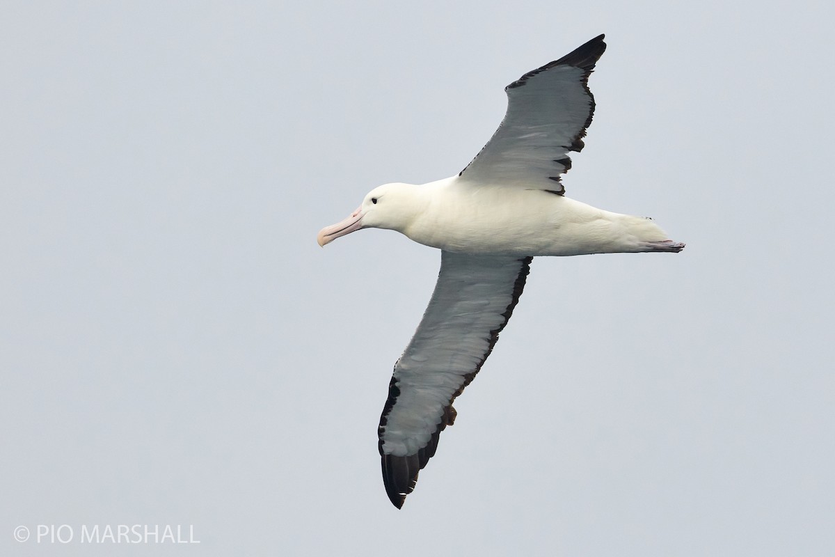 Northern Royal Albatross - ML260132921