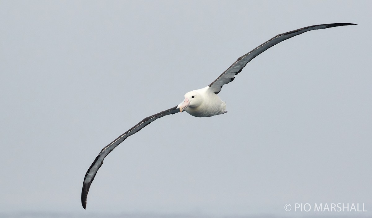 Northern Royal Albatross - ML260132971