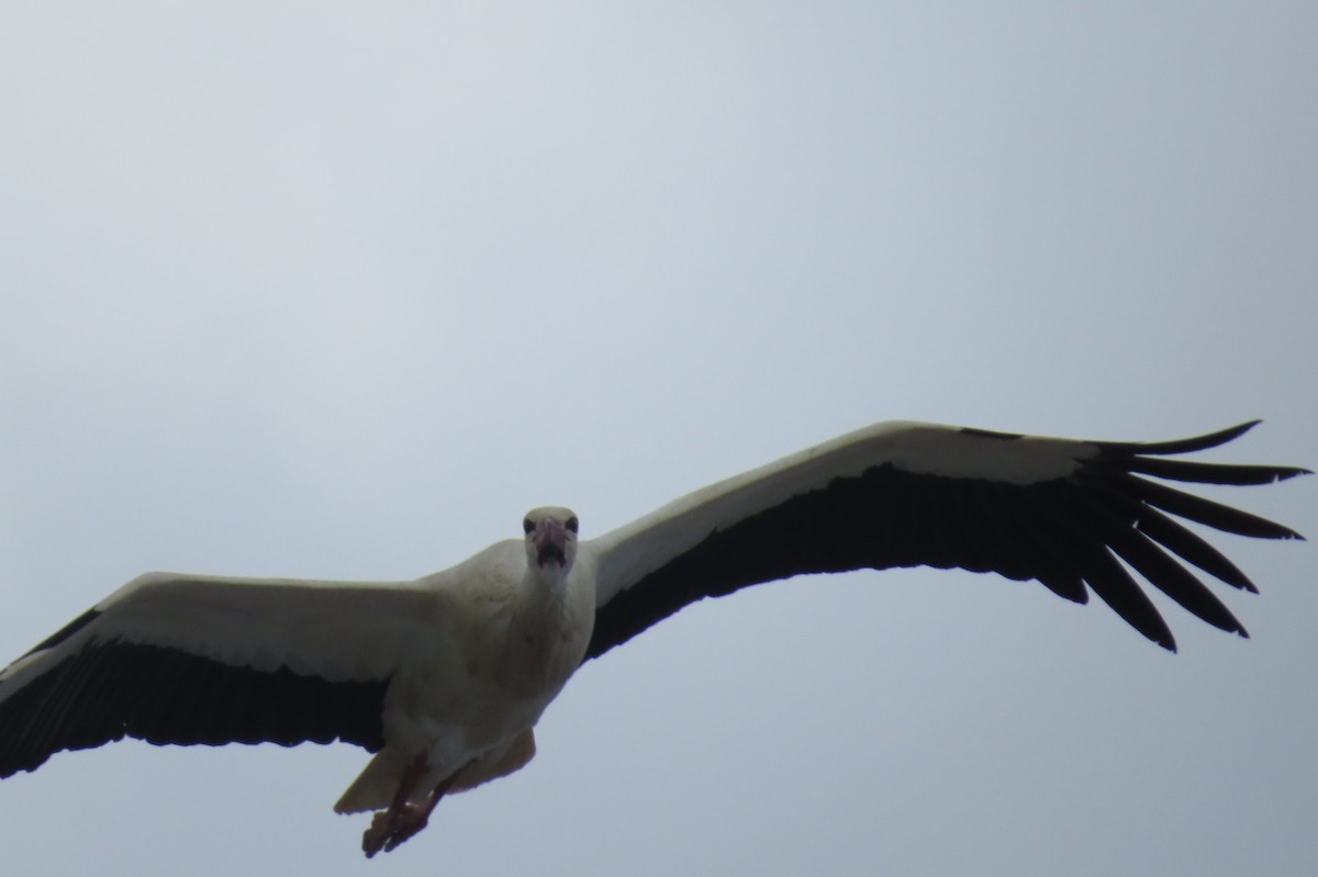 White Stork - ML26013331