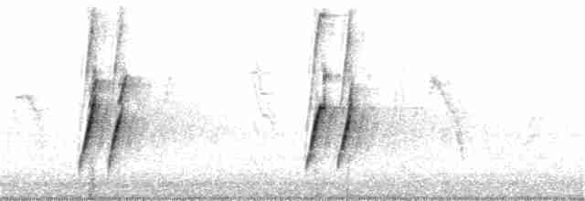 Curve-billed Thrasher - ML260134931