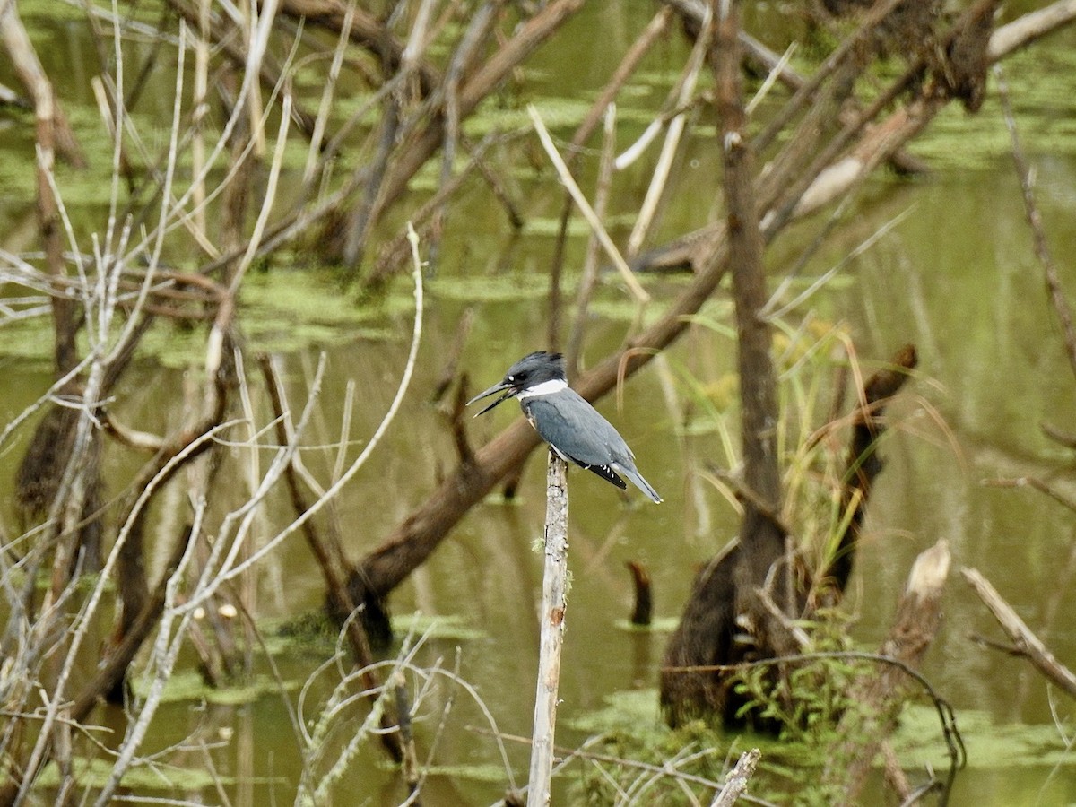 Belted Kingfisher - ML260135461