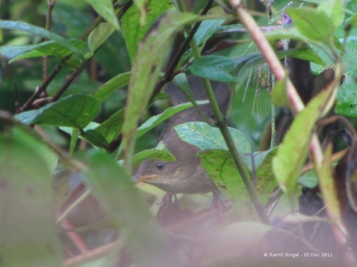 Broad-tailed Grassbird - Ramit Singal