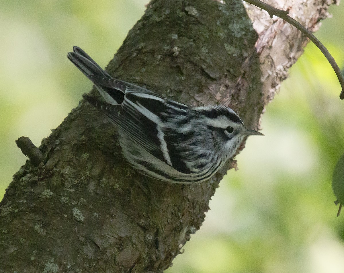 Black-and-white Warbler - ML260136841