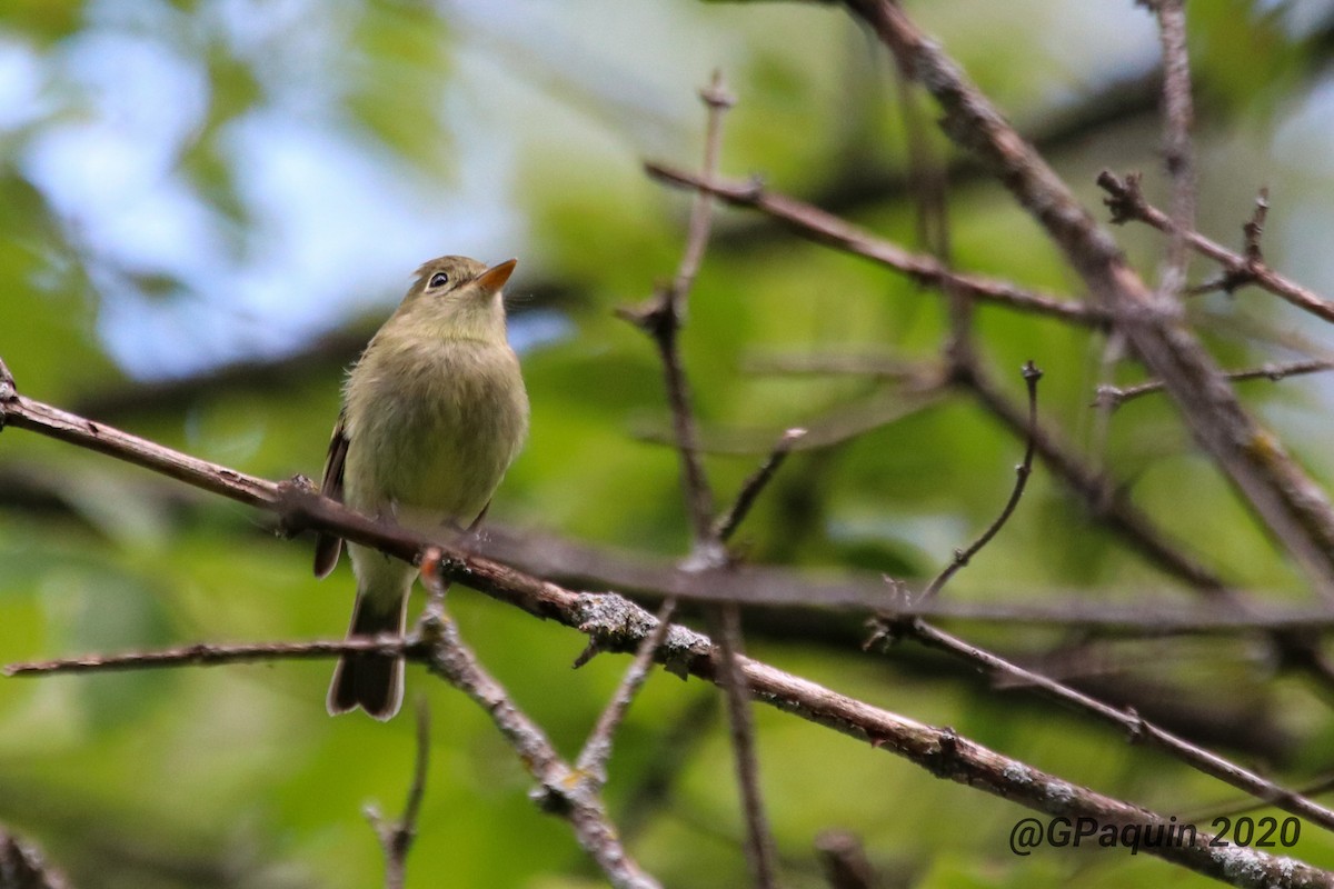 Yellow-bellied Flycatcher - Guy Paquin