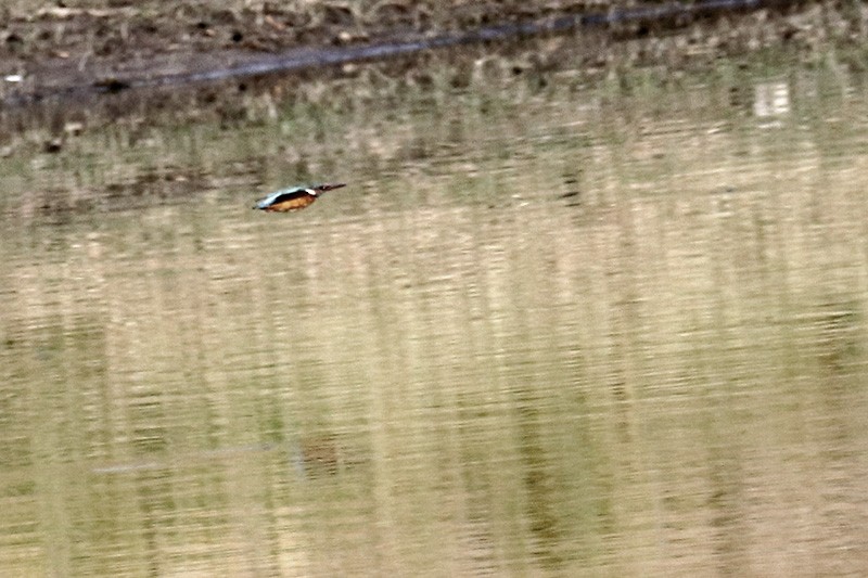 Common Kingfisher - ML260153251